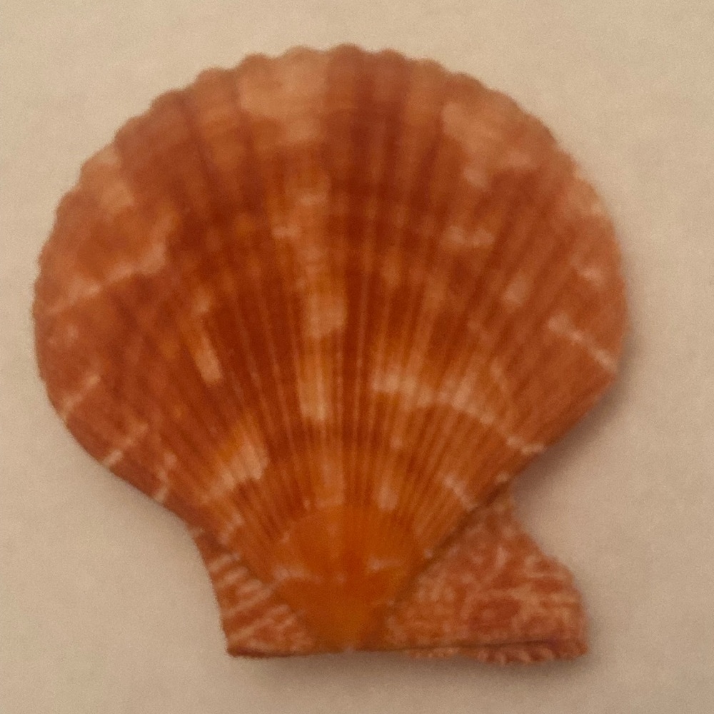 Orange Lion Scallop Shell